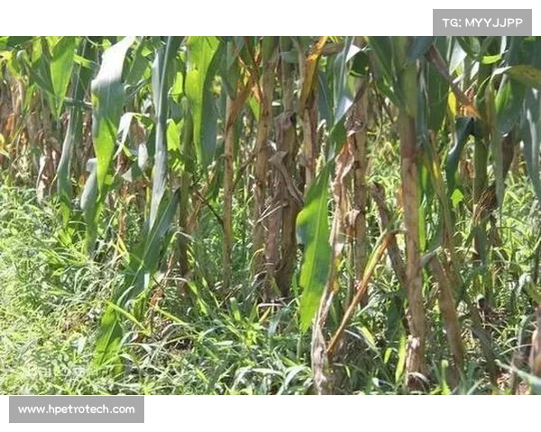 提升高地红石榴产量的四大关键措施与技术策略探讨